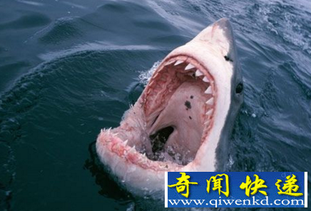 鲨鱼