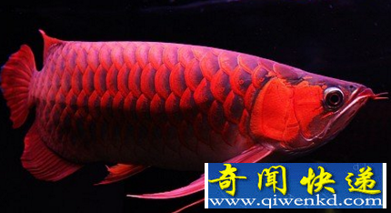 观赏鱼