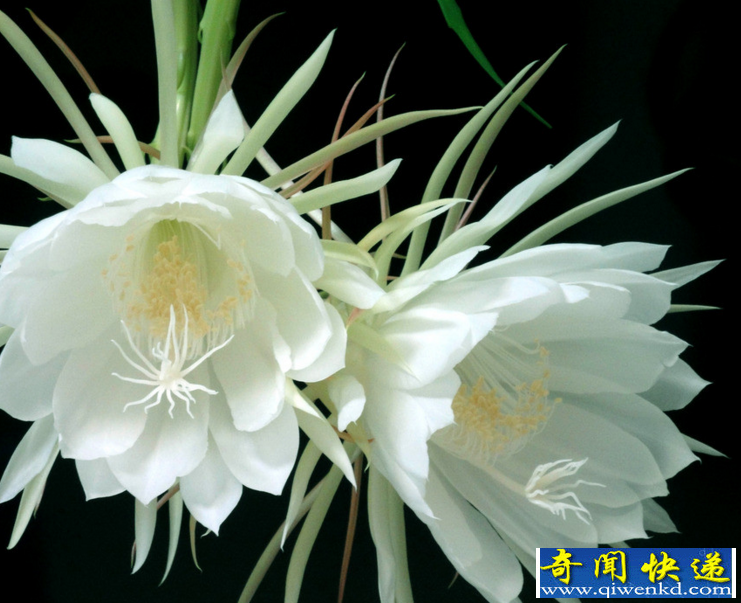 最贵的花