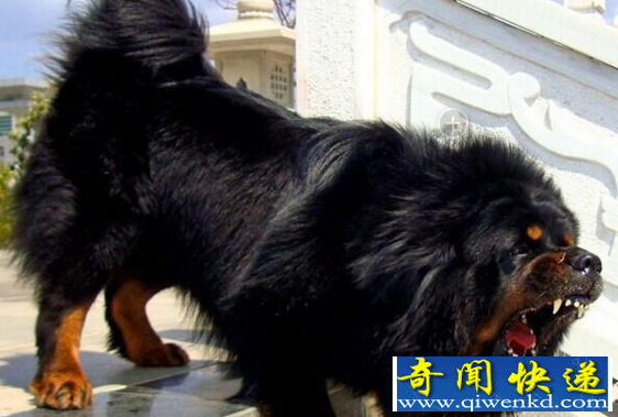 天价藏獒