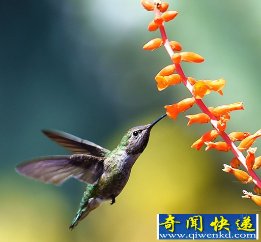 世界最小的鸟