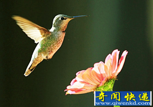 吸蜜蜂鸟