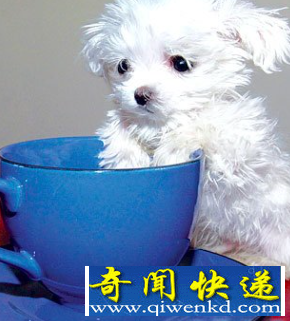 最小狗狗