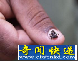 全世界最小的动物