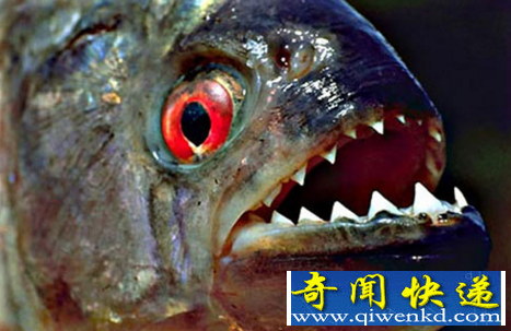 世界最恐怖的鱼