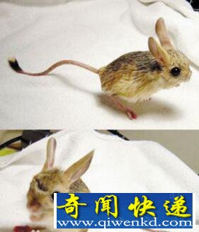 罕见动物