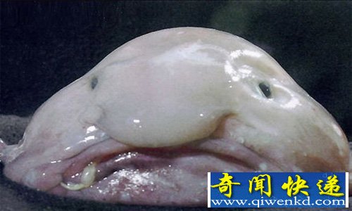 全世界最丑的动物水滴鱼