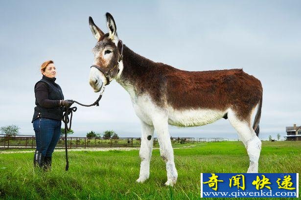 世界上最大的驴