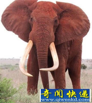 世界最巨型大象惨死原因揭秘:因超长象牙招杀身之祸