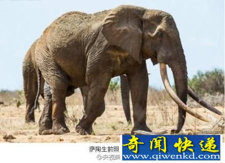 世界最巨型大象惨死 面部连牙带鼻被割掉(图)