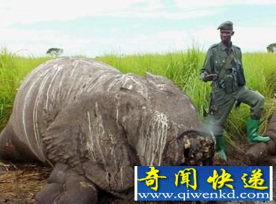 世界最巨型大象惨死 面部连牙带鼻被割掉(图)