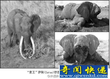世界最巨型大象惨死 面部连牙带鼻被割掉(图)