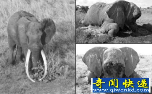 世界最巨型大象惨死原因揭秘:因超长象牙招杀身之祸