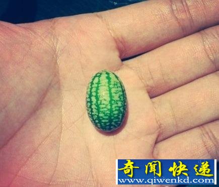 世界上最小西瓜仅有拇指大小 有延年益寿功效