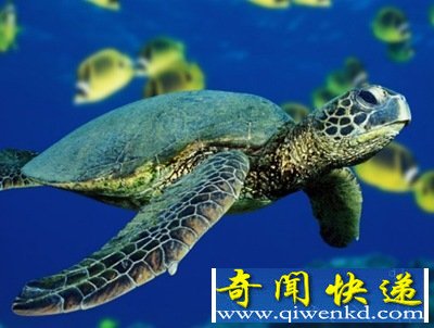 寿命最长