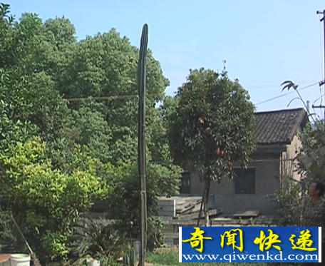 仙人掌