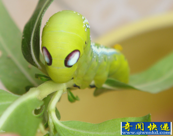 夹竹桃天蛾幼虫