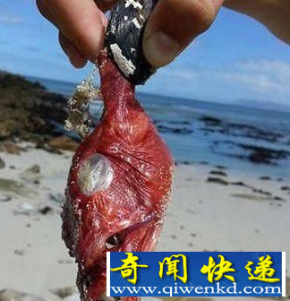 魔鬼鱼