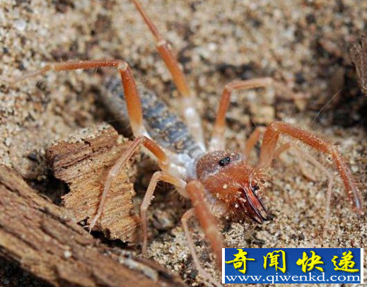 巨骆驼蜘蛛