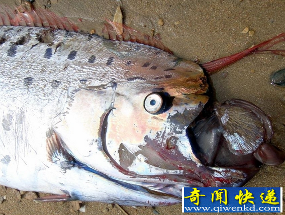 桨鱼