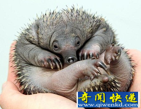 针鼹宝宝