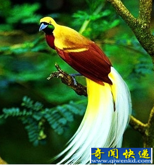 极乐鸟