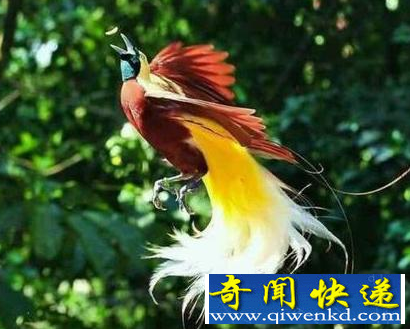极乐鸟