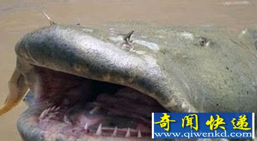水怪吃人