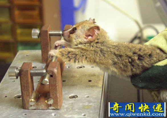 鼠狐猴