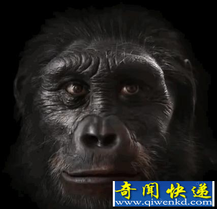 人类脸部进化史
