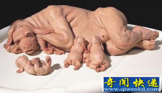 俄罗斯猪人