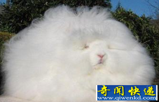 巨型安哥拉兔