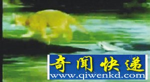 猫用尾巴钓鱼