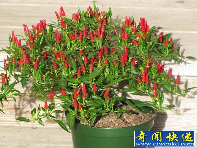 国外小男孩挑战世界最辣:卡罗莱纳死神辣椒