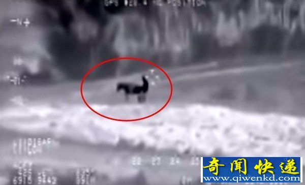 与驴子嘿咻,被无人侦察机拍个正着