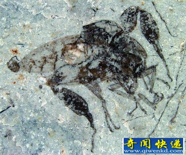 科学家发现恐怖虫化石生命仅十几天(图)