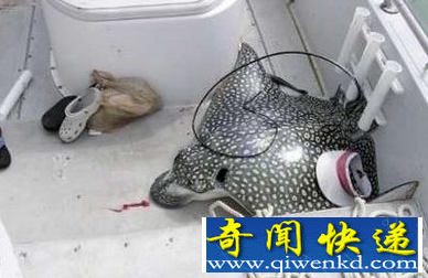 女子驾游艇出游不幸被鳐鱼袭击致死