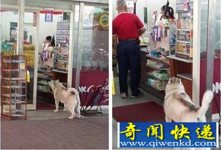 二哈出奇招打劫路人 逼大爷买热狗可爱极了