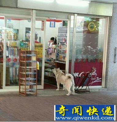 二哈出奇招打劫路人 逼大爷买热狗可爱极了
