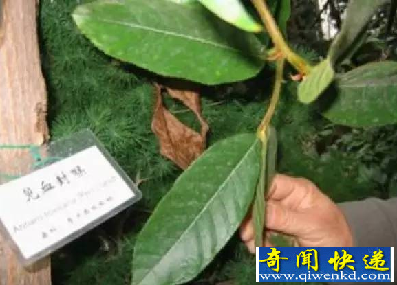 古代的九种剧毒药物 你知道几个?