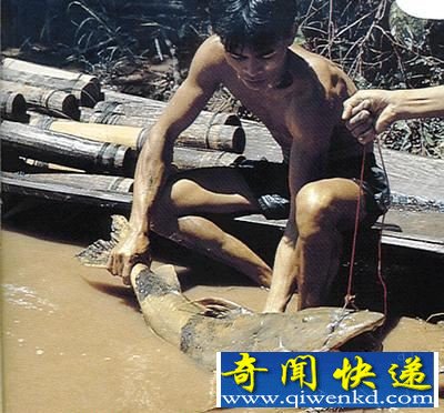 只对人肉有兴趣的凶残食人鱼类