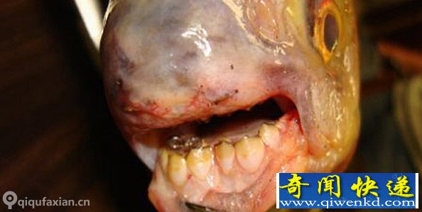 厄勒海峡发现“pacu”食人鱼 喜欢咬男性睾丸