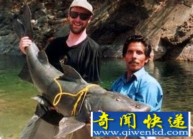只对人肉有兴趣的凶残食人鱼类