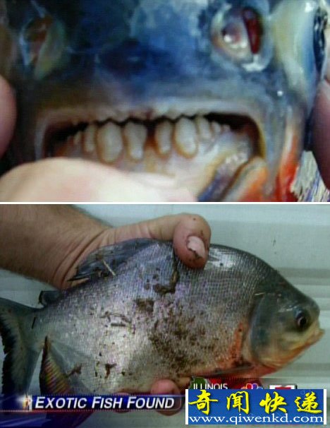 盘点世界20种外来生物入侵者:杀人蜂 食人鱼