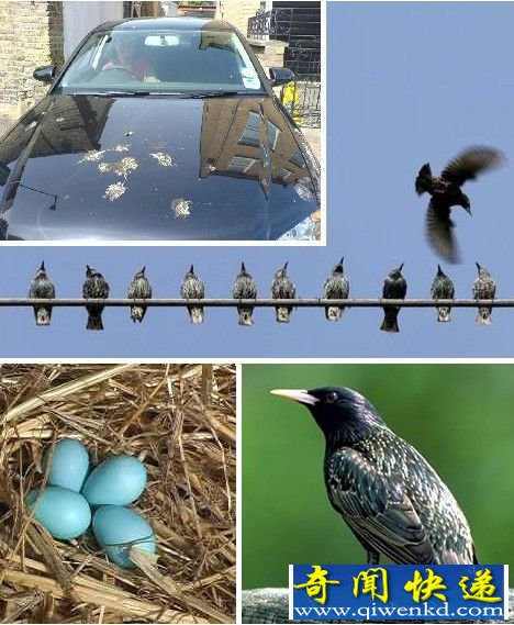 盘点世界20种外来生物入侵者:杀人蜂 食人鱼