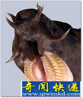 最恐怖的7张大嘴 食人鱼长有类似人的牙齿