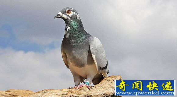 ŸЯƷ 
