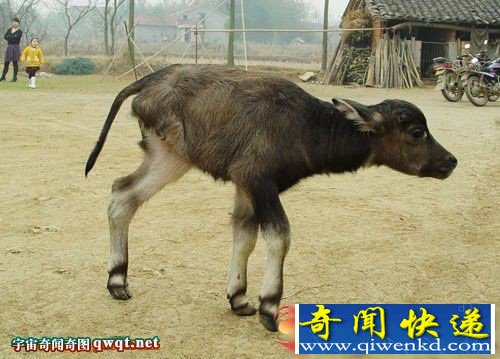 牛有几条腿? 湖北惊现三条腿的“怪胎”牛犊