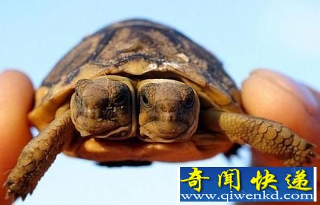 全球十大奇形怪状的动物汇总 颠覆你的世界观