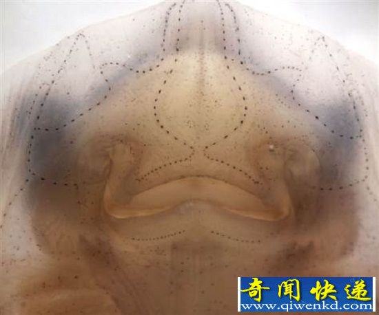 人类祖先进化导致丢失第六感探测电场